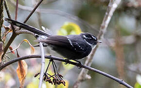 Friendly Fantail