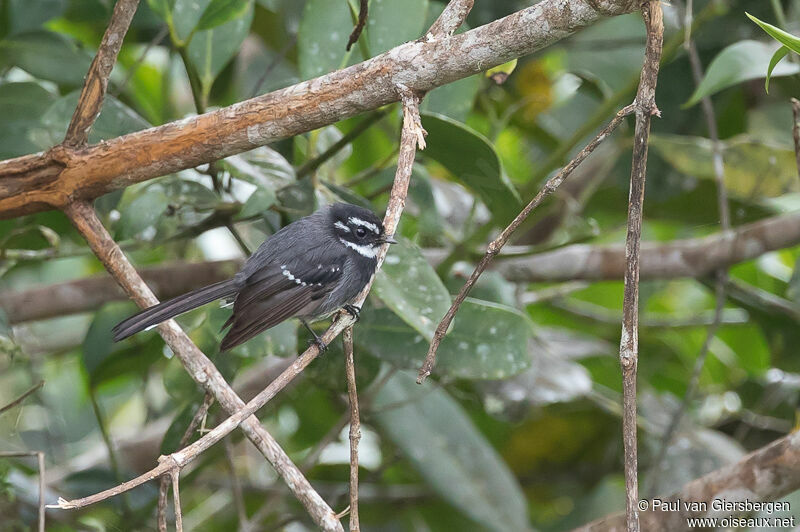 Friendly Fantail