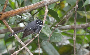 Friendly Fantail