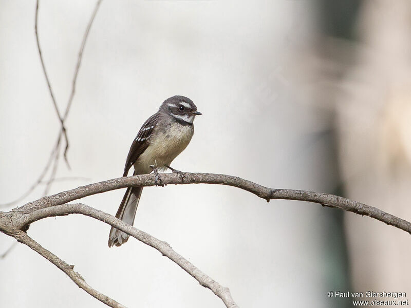 Grey Fantail