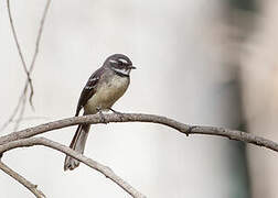 Grey Fantail