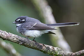 Grey Fantail