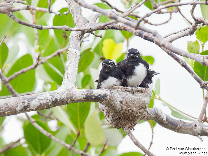 Willie Wagtail