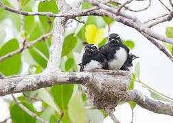 Willie Wagtail