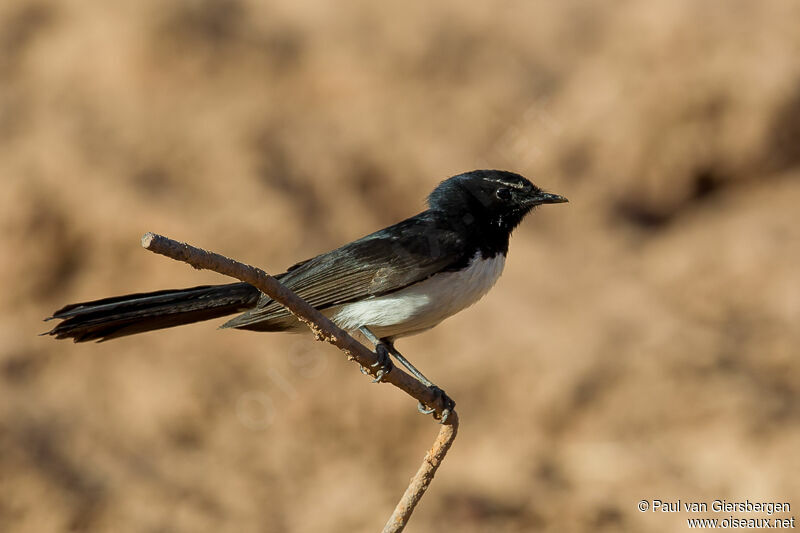 Willie Wagtail