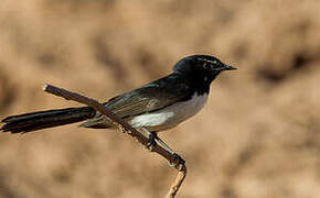 Willie Wagtail