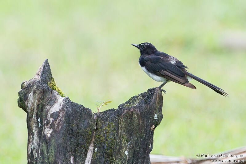 Willie Wagtail