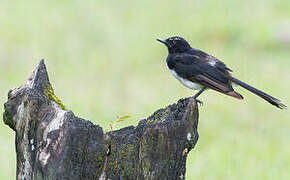 Willie Wagtail