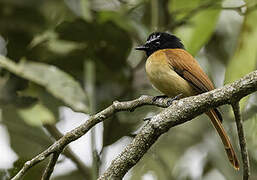 Black-and-cinnamon Fantail