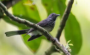 Spotted Fantail