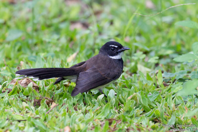 Malaysian Pied Fantail