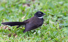 Malaysian Pied Fantail