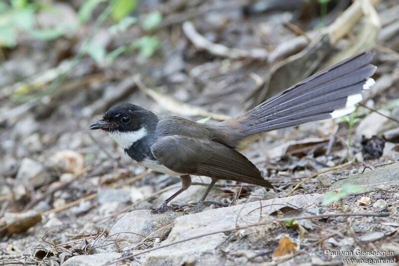 Malaysian Pied Fantail