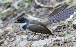 Malaysian Pied Fantail