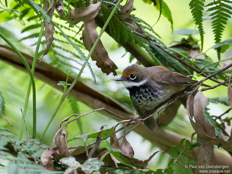 Rufous Fantail