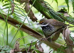 Australian Rufous Fantail