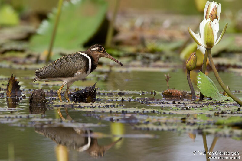 Greater Painted-snipe