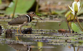 Greater Painted-snipe