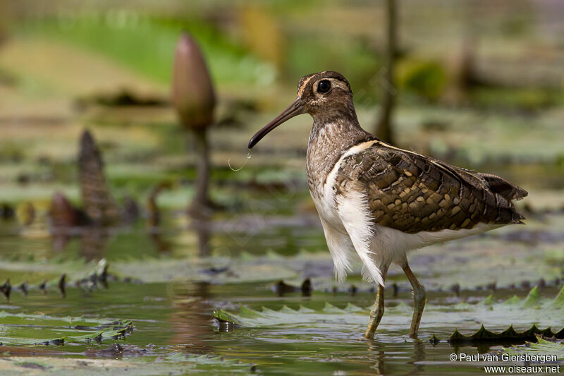 Greater Painted-snipe