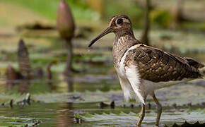 Greater Painted-snipe