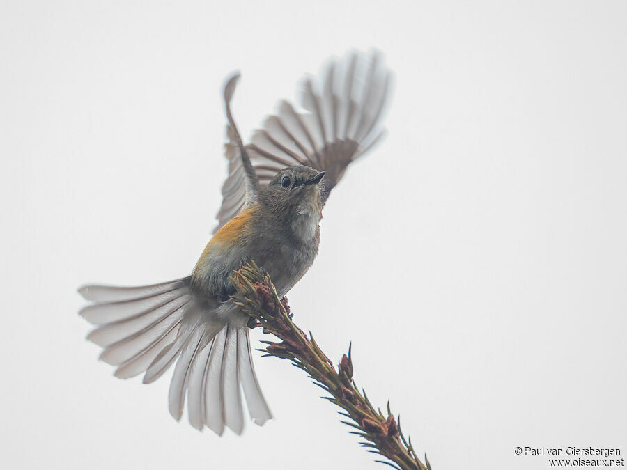 Robin à flancs roux mâle immature