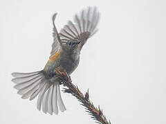 Red-flanked Bluetail