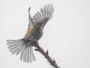 Robin à flancs roux