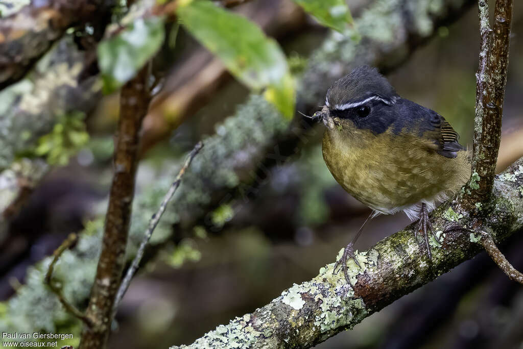 Taiwan Bush Robinadult