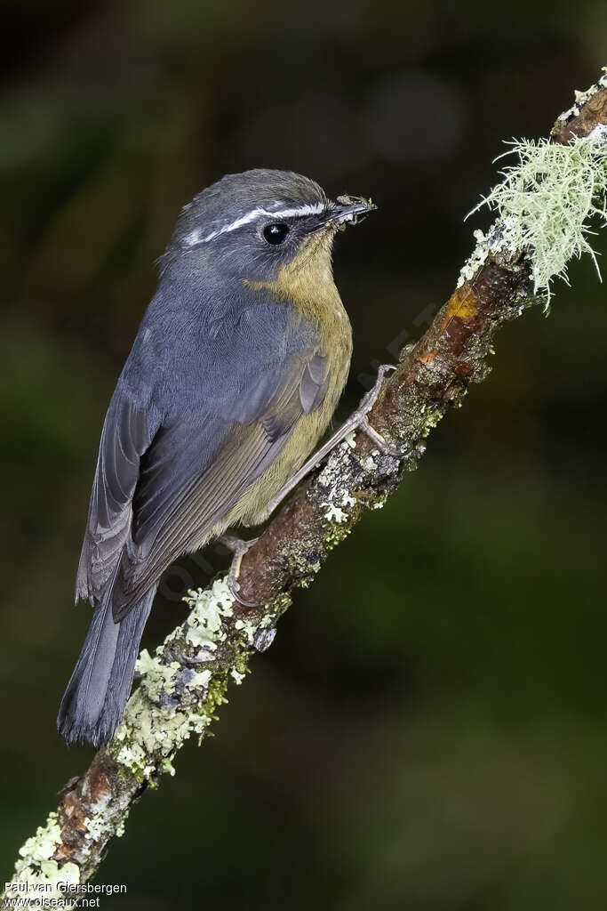 Taiwan Bush Robinadult