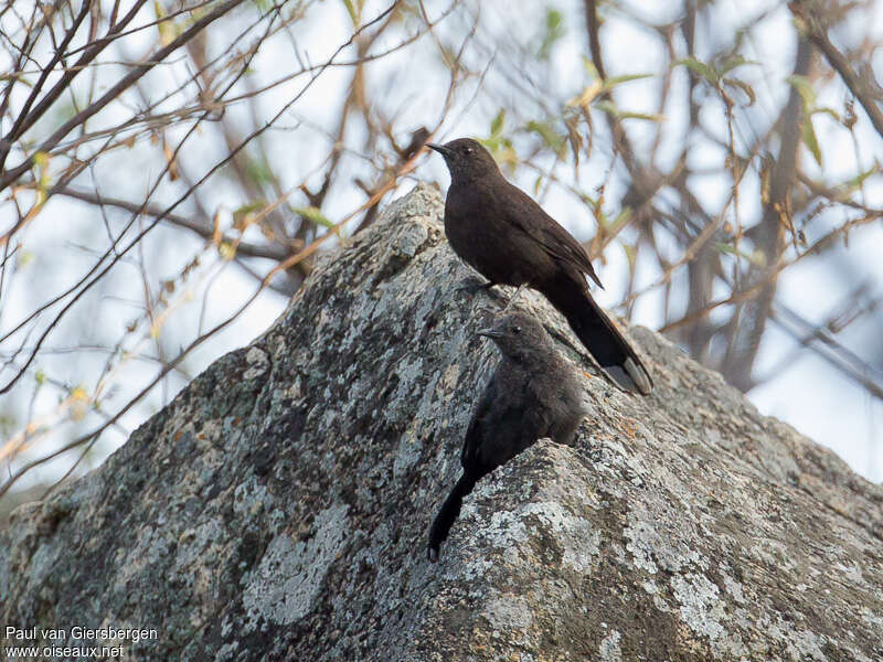 Boulder Chatadult, identification