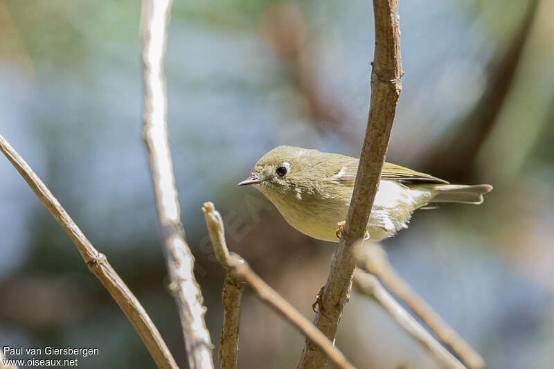 Roitelet à couronne rubis1ère année, identification