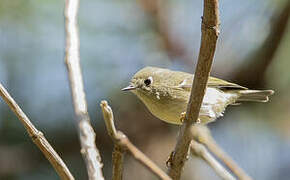 Ruby-crowned Kinglet