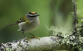 Madeira Firecrest