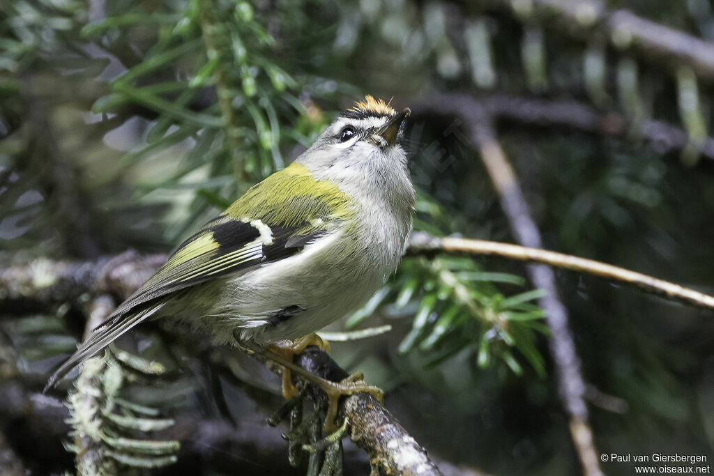 Roitelet de Madèreadulte