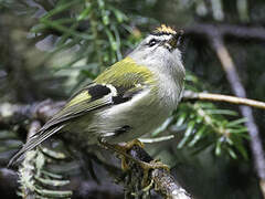 Madeira Firecrest