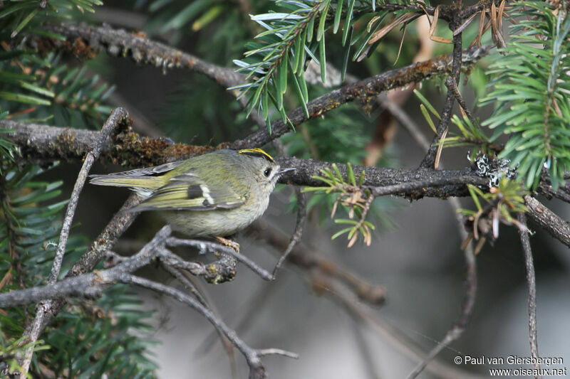 Goldcrest