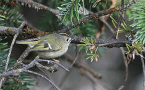 Goldcrest