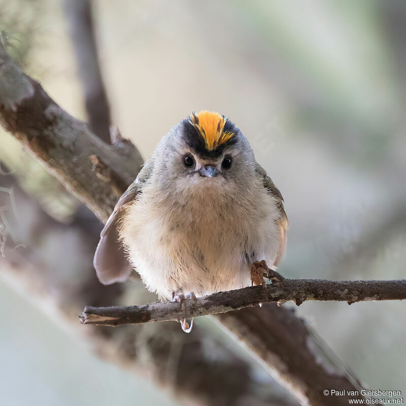 Goldcrest male adult