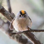 Goldcrest