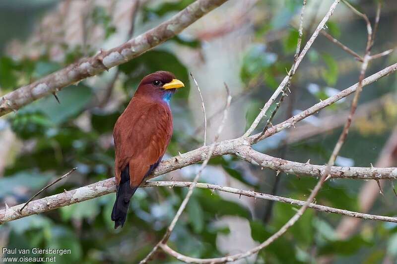 Blue-throated Rolleradult, identification