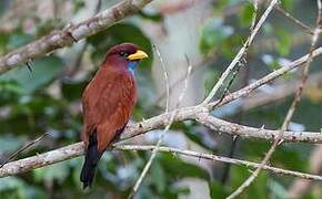 Blue-throated Roller