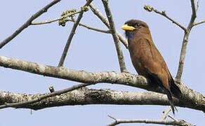 Blue-throated Roller