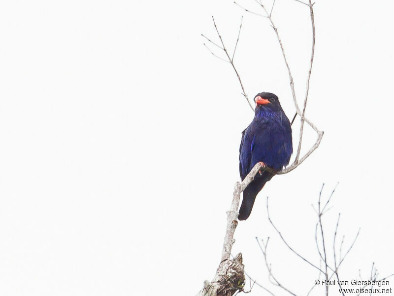 Azure Dollarbird