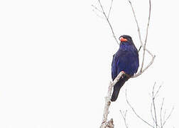 Azure Dollarbird