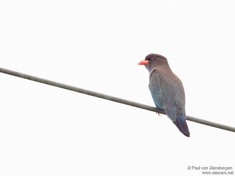 Oriental Dollarbird