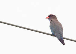 Oriental Dollarbird