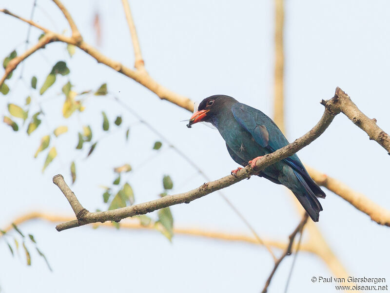 Oriental Dollarbird