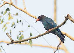 Oriental Dollarbird