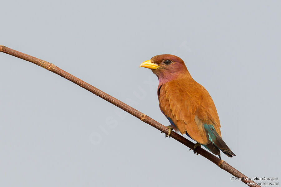 Broad-billed Roller