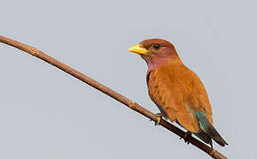 Broad-billed Roller